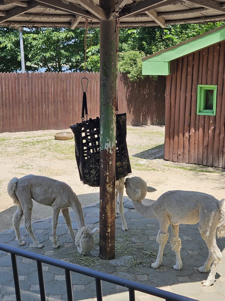 서울대공원 어린이 동물원 알파카