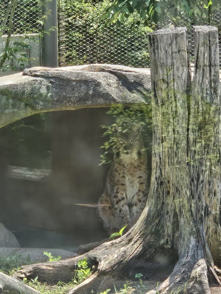 서울대공원 동물원 표범
