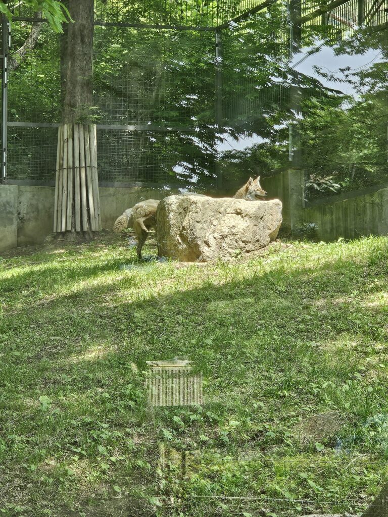 서울대공원 동물원 길쭉 코요테