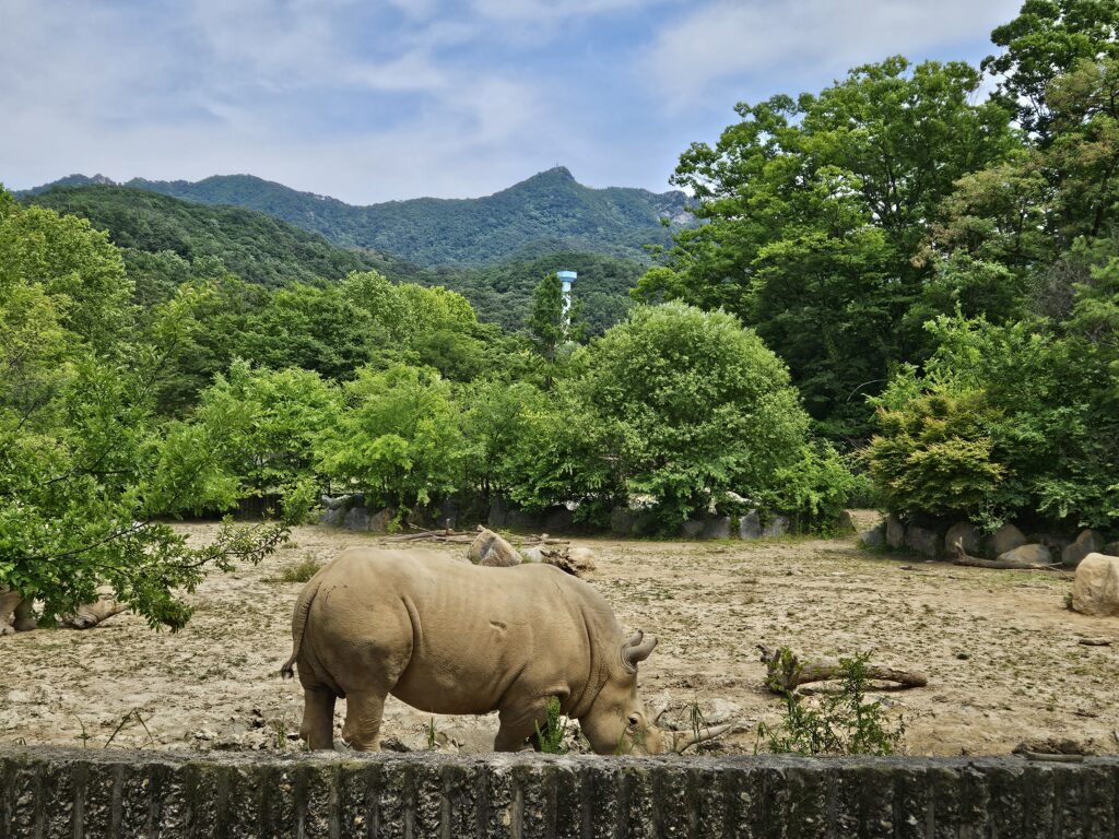 서울대공원 동물원 코뿔소